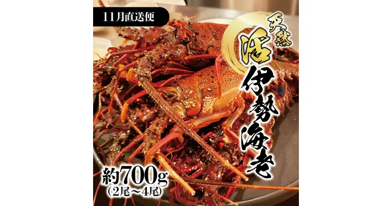 【ふるさと納税】11月直送便 土佐獲れ 活伊勢海老 約700g（2尾～4尾） 天然 エビ　えび 伊勢エビ 海鮮 お刺身 刺し身 丸焼き しゃぶしゃぶ 故郷納税 ふるさとのうぜい 返礼品 高知県 高知 27000円