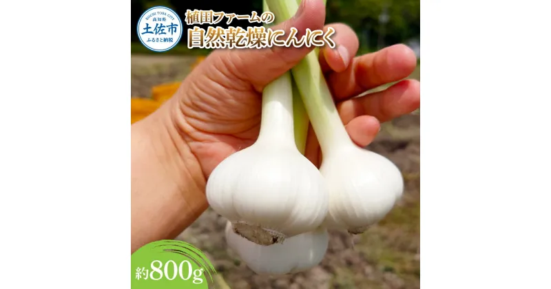 【ふるさと納税】植田ファームの自然乾燥にんにく800g 800グラム ニンニク ガーリック おつまみ お酒 料理 醤油漬け ガーリックオイル ペペロンチーノ パスタ スパゲッティ ステーキ 無農薬 美味しい 常温 冷蔵 配送 高知県 高知 土佐市 ふるさとのうぜい 故郷納税 返礼品